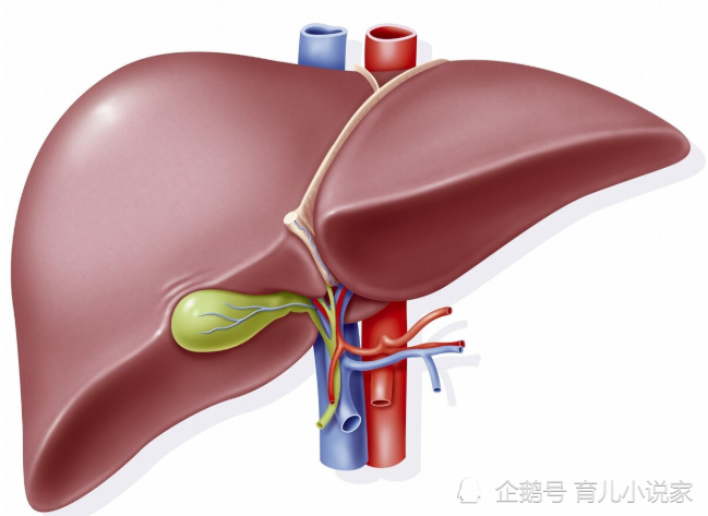 肝脏位置疼痛，原因、症状与应对策略