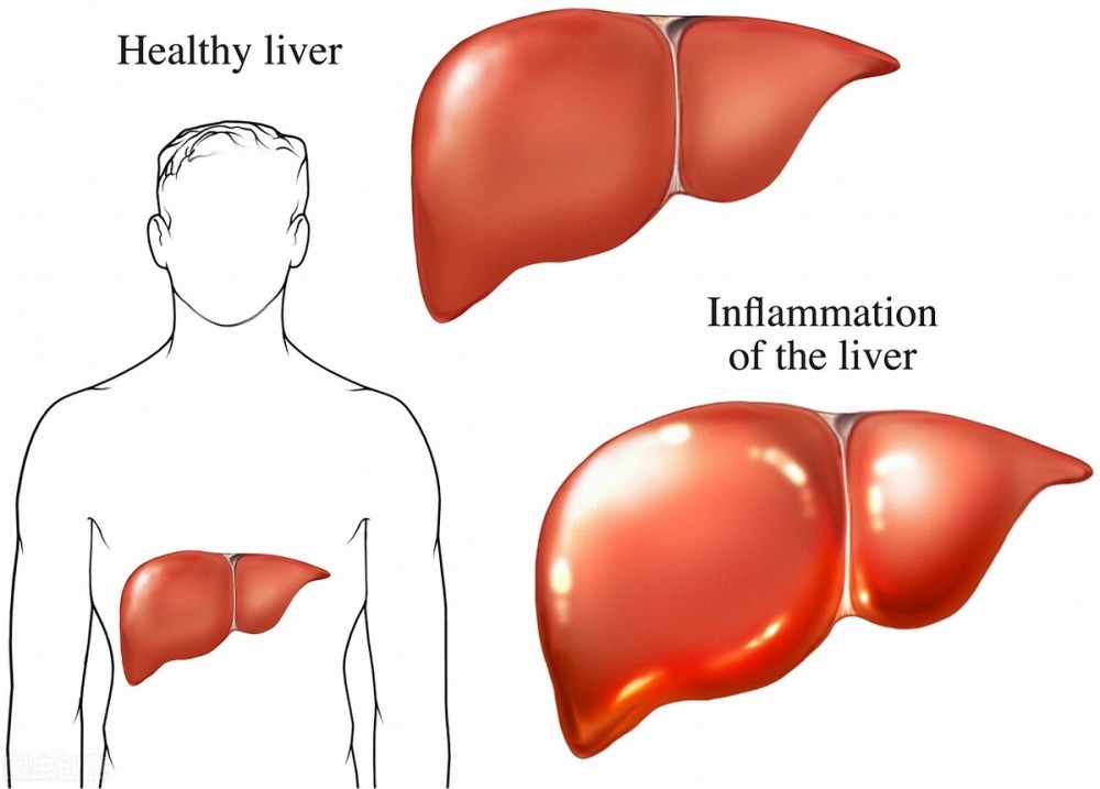 肝脏，人体内的解毒工厂——探索肝脏位置与功能的人体器官图解