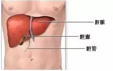 脾与肝脏，人体内两大重要器官的位置与功能解析