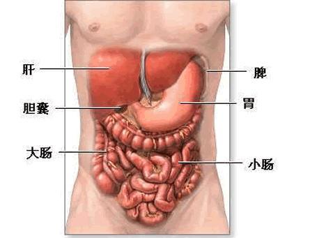 肝脏位置，一张真实照片的简单解读