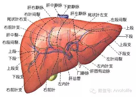 肝脏的奥秘，位置与解剖的深度解析