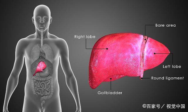 肝脏位置图示，探索人体解毒工厂的奥秘