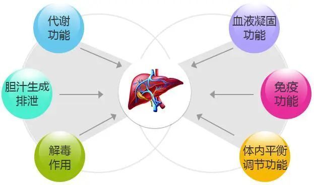 肝脏代谢不好，科学调理的全面指南