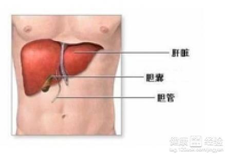 肝脏代谢不好，了解原因、症状与改善策略