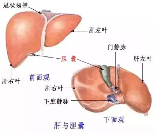 肝脏不好，中医视角下的症状与治疗之道