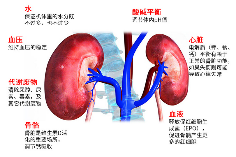 男性肝脏不好时的症状表现与健康警示