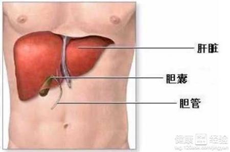 肝脏出现囊肿的原因探析