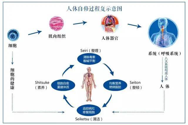 皮肤问题与肝脏健康的隐秘联系，一次深入探索