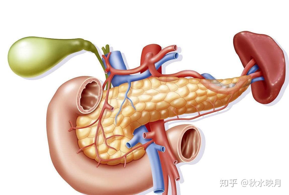 肝脏结构图解，探索人体化工厂的奥秘