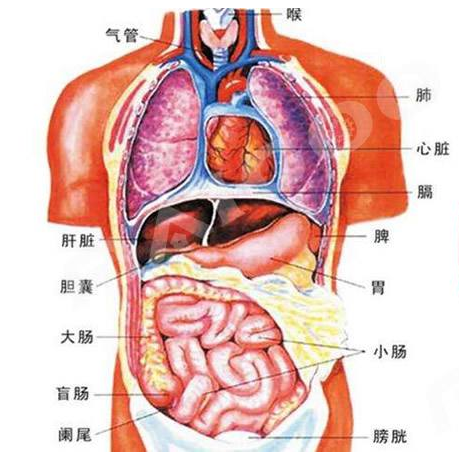 肝脏结构图手绘，探索人体解毒工厂的奥秘