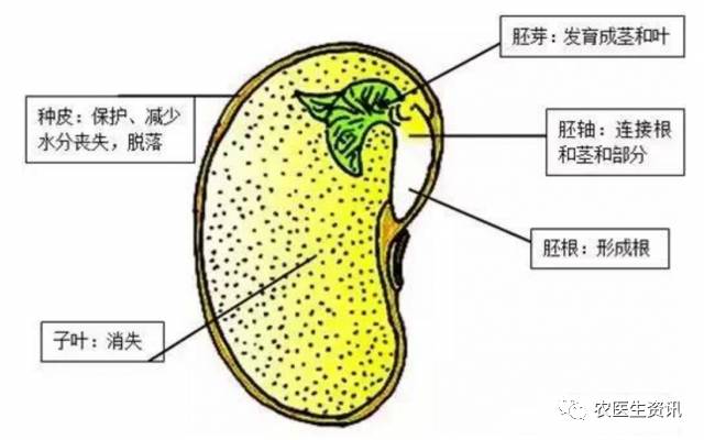 肝脏的奥秘，探索其结构的图片与功能解析