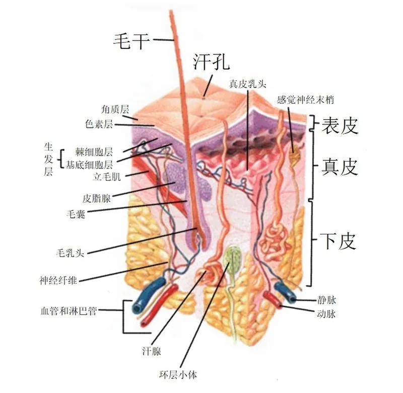 肝脏的微细结构图，探索人体解毒工厂的奥秘