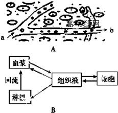 肝脏结构图，探索人体解毒工厂的奥秘