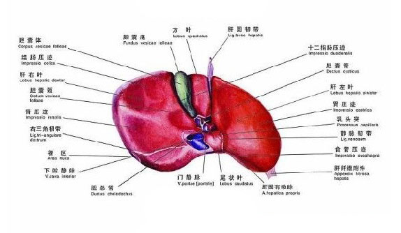 肝脏结构图及名称高清解析，探索人体解毒工厂的奥秘