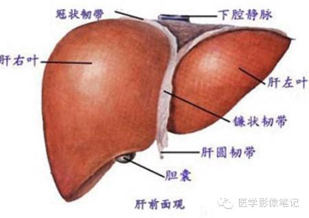 肝脏的奥秘，解剖结构图与功能的深度解析