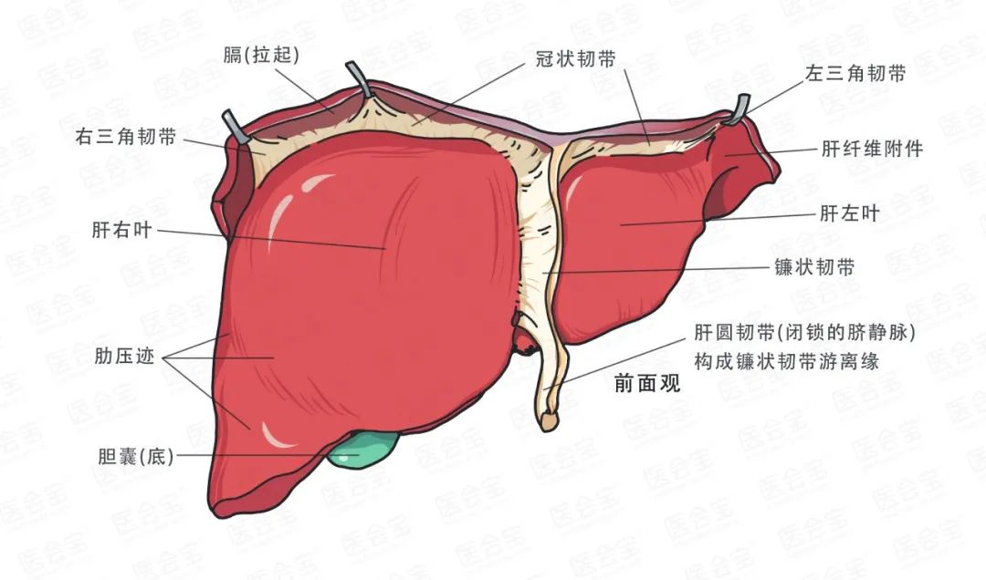 肝脏的奥秘，一张结构图揭示的奇迹