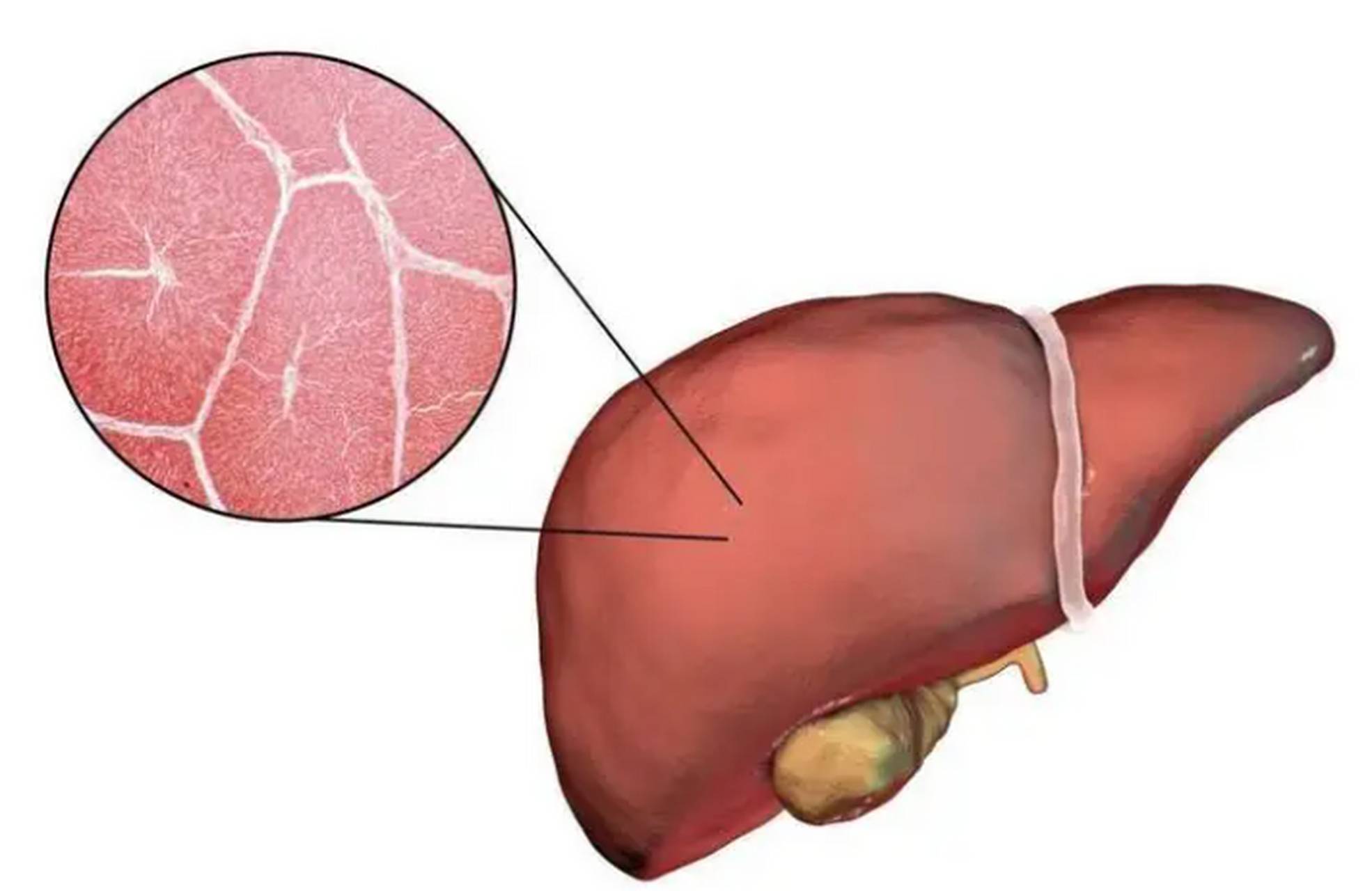 人的肝脏，结构、功能与重要性——一张图片的深度解读