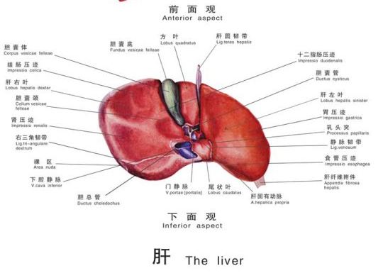 肝脏高清图片与解剖图，探索人体解毒工厂的奥秘