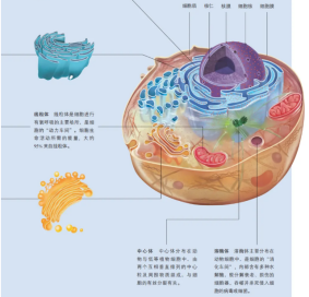 动物肝脏图片，探索自然界的营养宝库