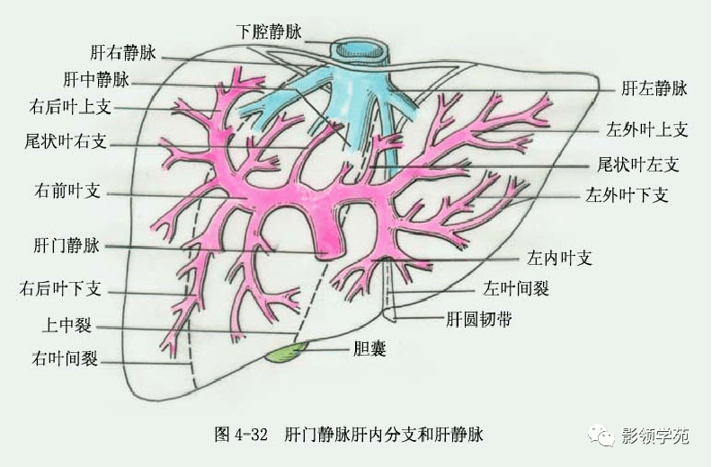 肝脏的左与右，一场身体内部的奇妙布局