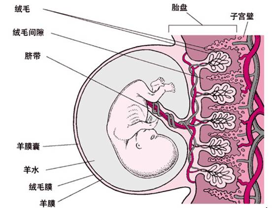 肝脏，既是器官也是组织的奇妙平衡