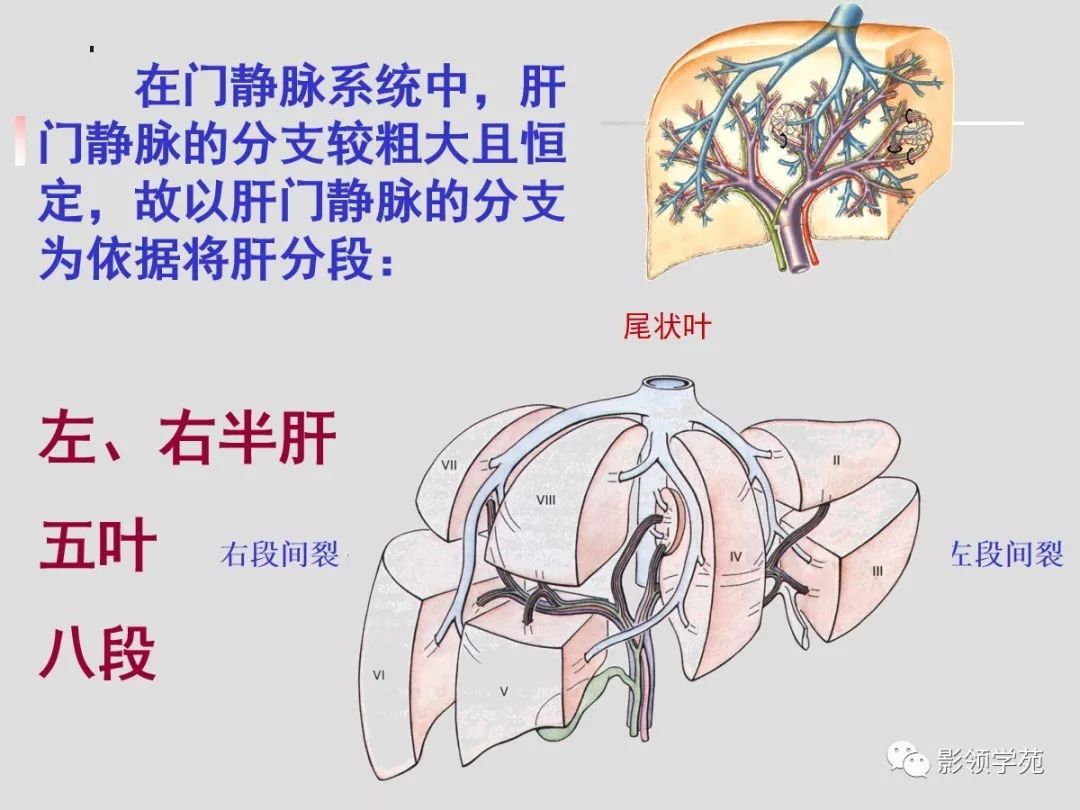 肝脏解剖图与血液循环的奥秘