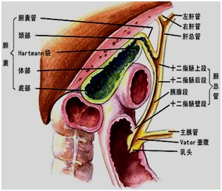 肝脏的左右逢源，揭秘其位置之谜