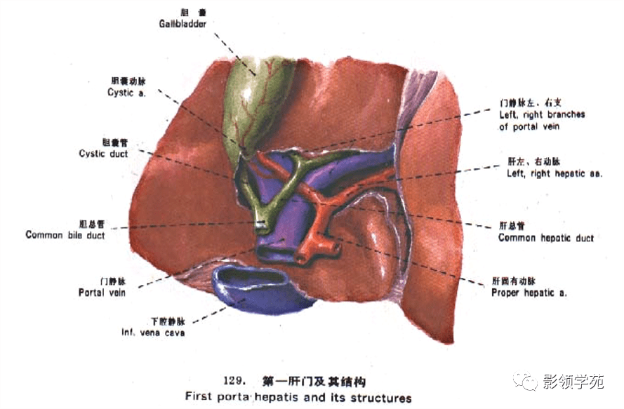 肝脏，位于身体左侧的生命之舟