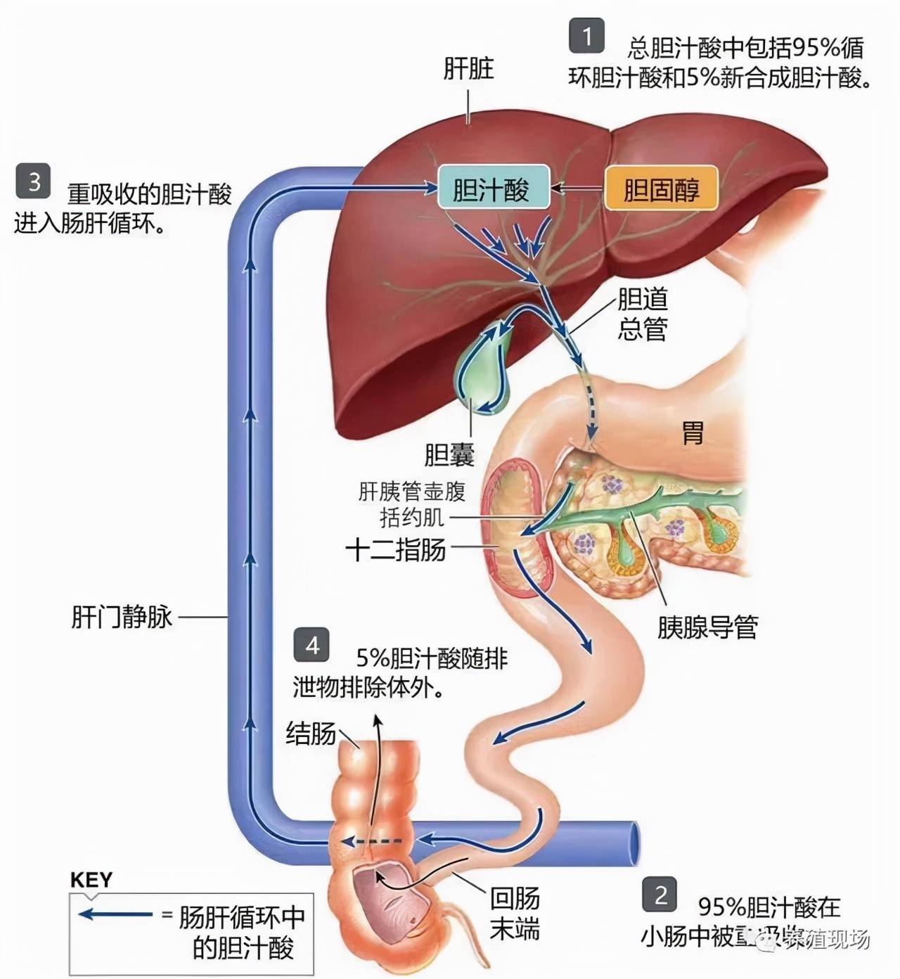 肝脏修复的奇迹之旅，时间与自然的力量