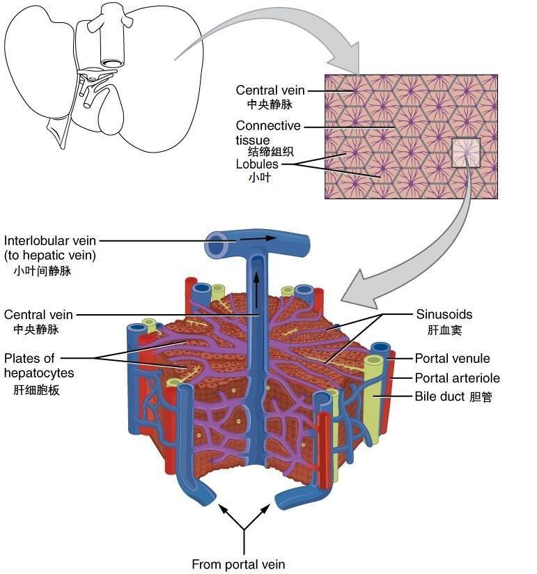 肝脏的奥秘，主要由什么组织构成？
