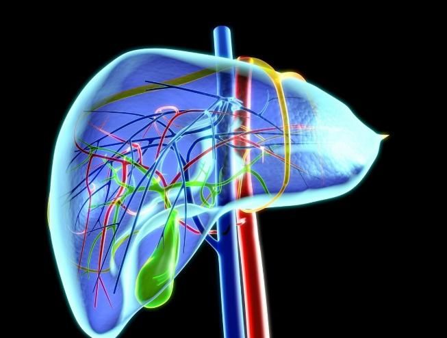 肝脏的多重角色，生命之舟的守护者