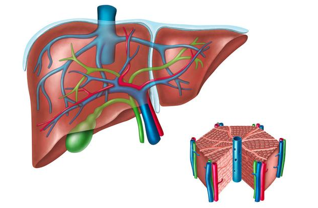 肝脏，生命的净化站与代谢中枢