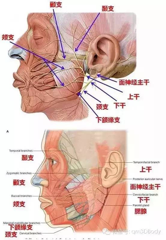 肝脏解剖图解，深入理解人体生命工厂的奥秘