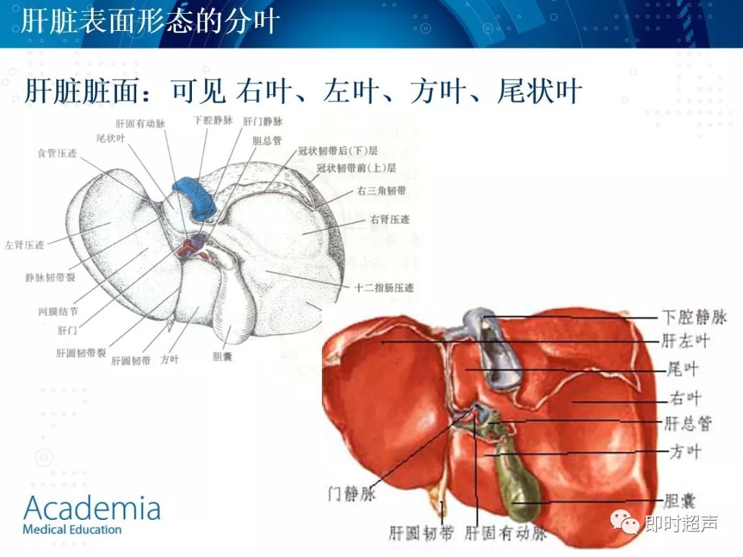 肝脏解剖图片大全，探索人体生命之塔的奥秘