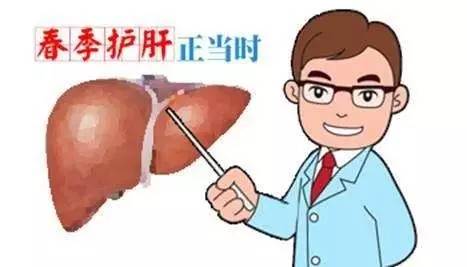 肝脏的奥秘，不可或缺的生命之舟