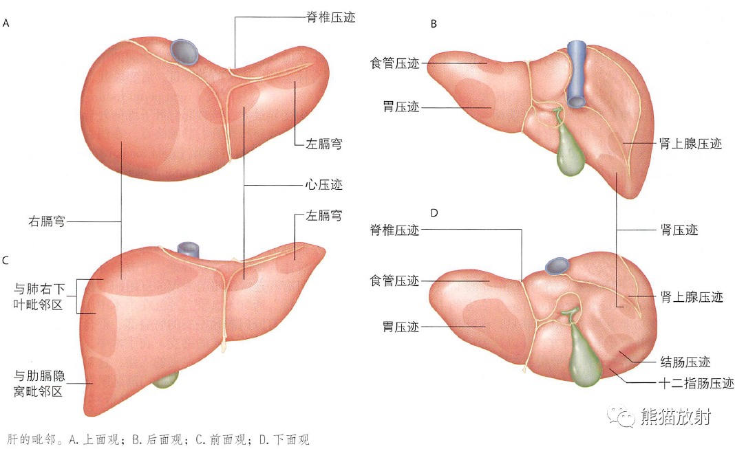 肝脏解剖的奥秘，三维详细图解探索