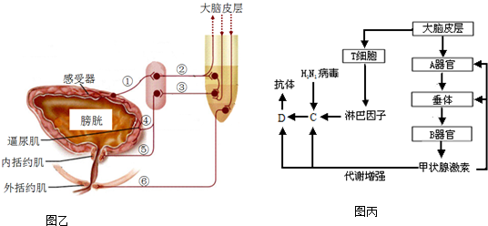 人体肝脏的奥秘，位置、功能与重要性