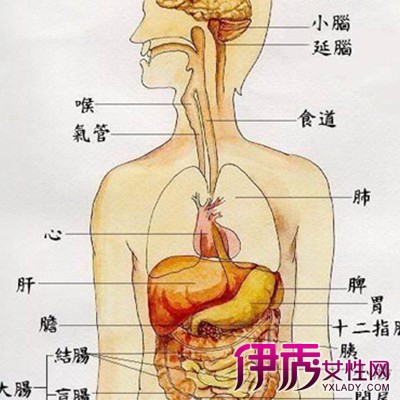 人体肝脏的奥秘，结构图与位置图解析