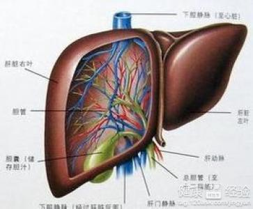 肝脏结节，了解、诊断与应对策略