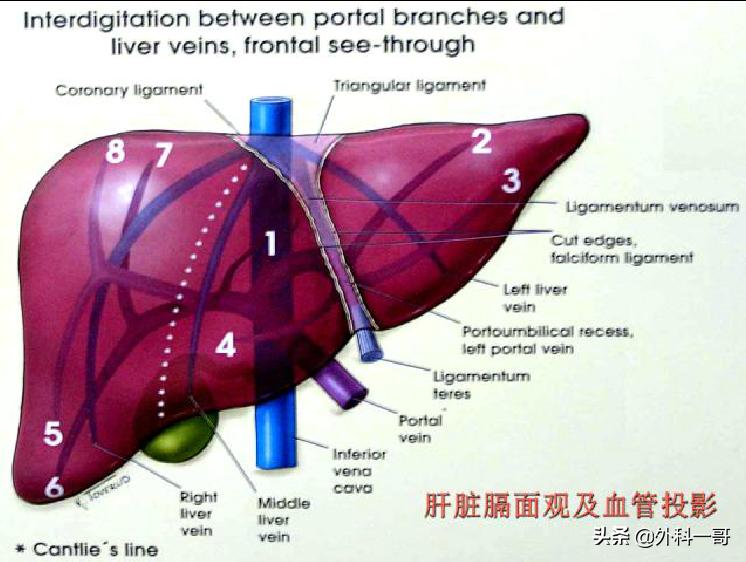 肝脏的自我修复与肝区不舒适感，深入解析与理解