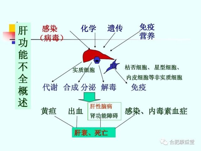 肝脏在何时进行排毒的奥秘