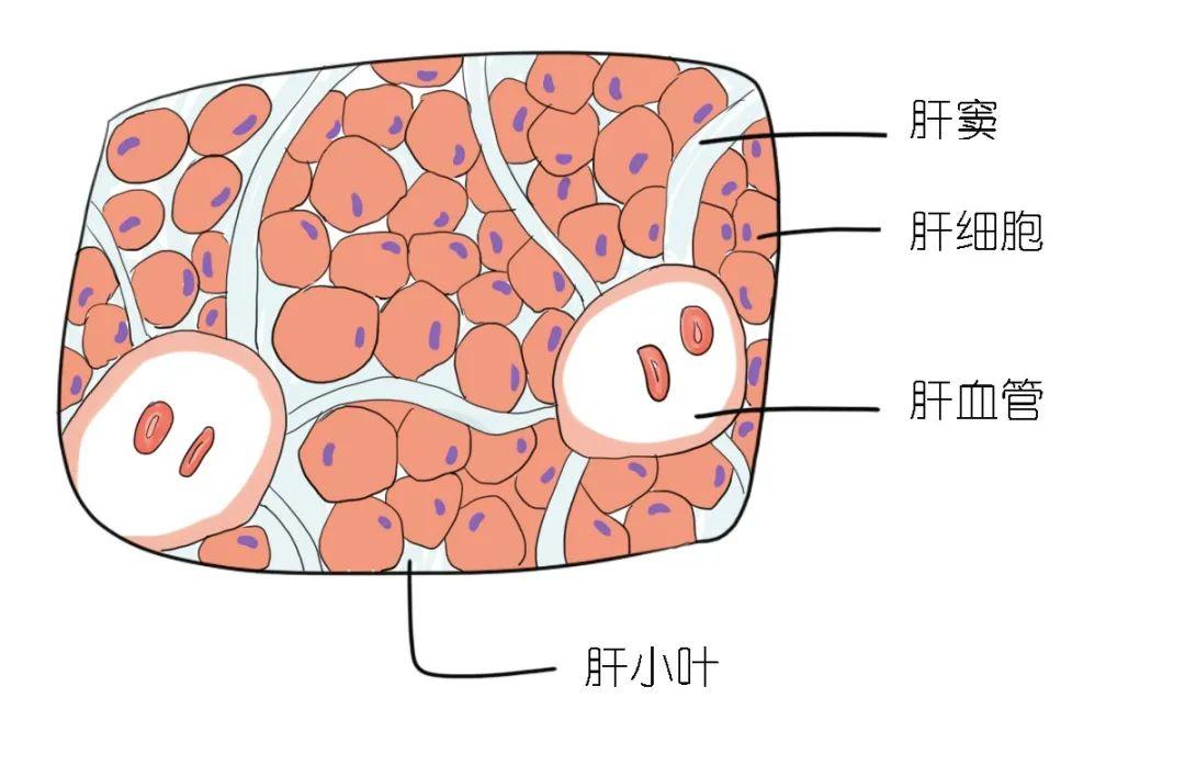 肝脏的奇迹，揭秘其强大的自我修复能力