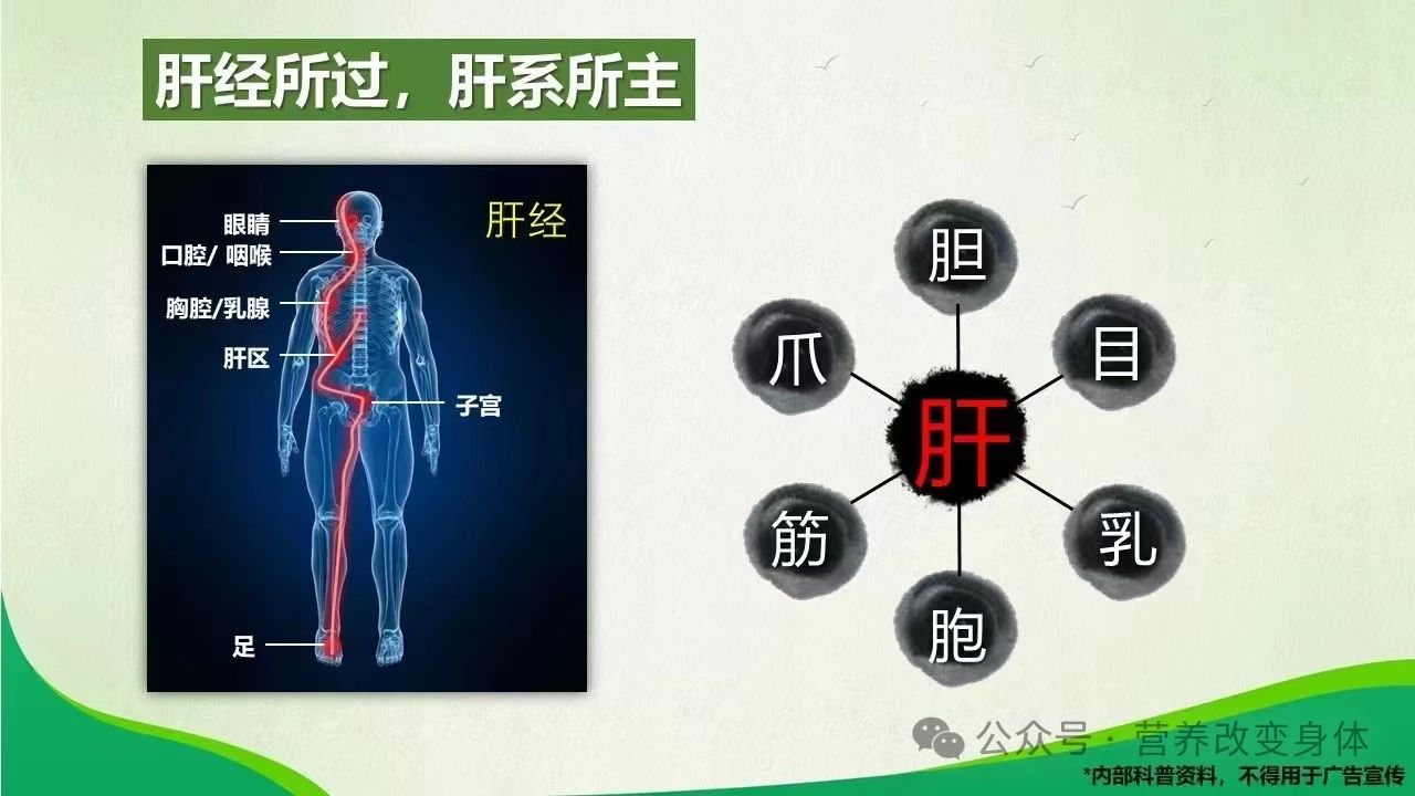 人体肝脏的奥秘，位置、功能与重要性