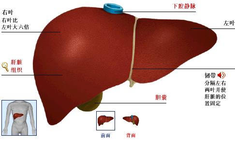 肝脏的奇妙位置，一张图解千言