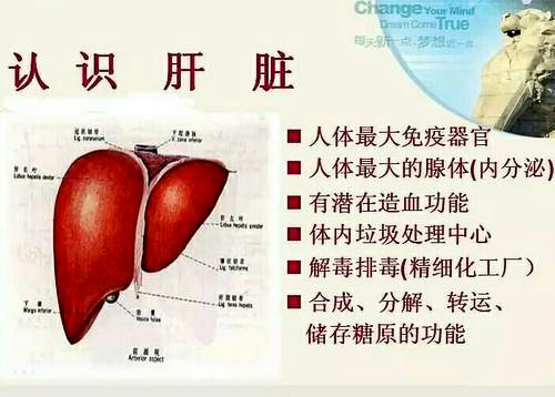 人体肝脏的奥秘，一张图视频揭示的秘密