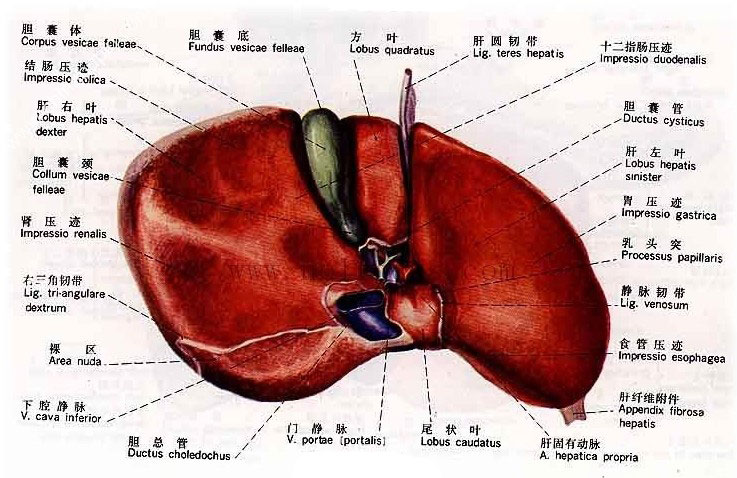 人的肝脏位置揭秘，一张图解千言