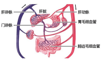 肝脏在人体中的位置与重要性