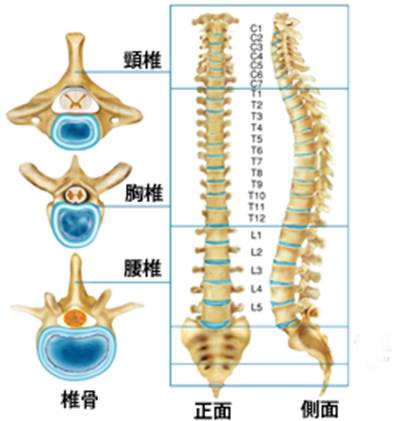 肝脏健康新视角，解读肝脏硬度值7.3-12.4的奥秘