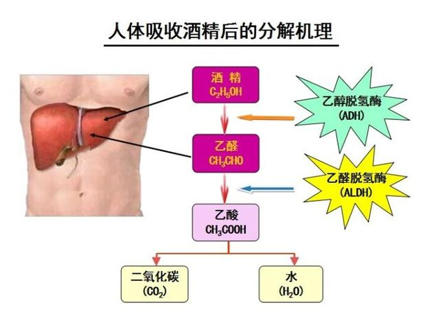 肝脏，生命的解毒工厂——揭秘其读音与功能