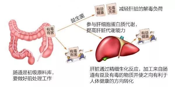 肝脏的奥秘，探索其主要成分与功能